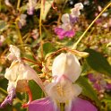 Impatiens balfouri